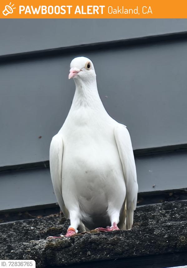 Found/Stray Unknown Bird last seen Near, Oakland, CA 94619