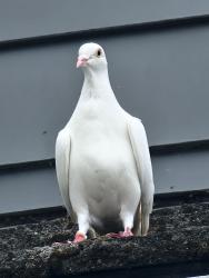 Found/Stray Unknown Bird last seen Near , Oakland, CA 94619