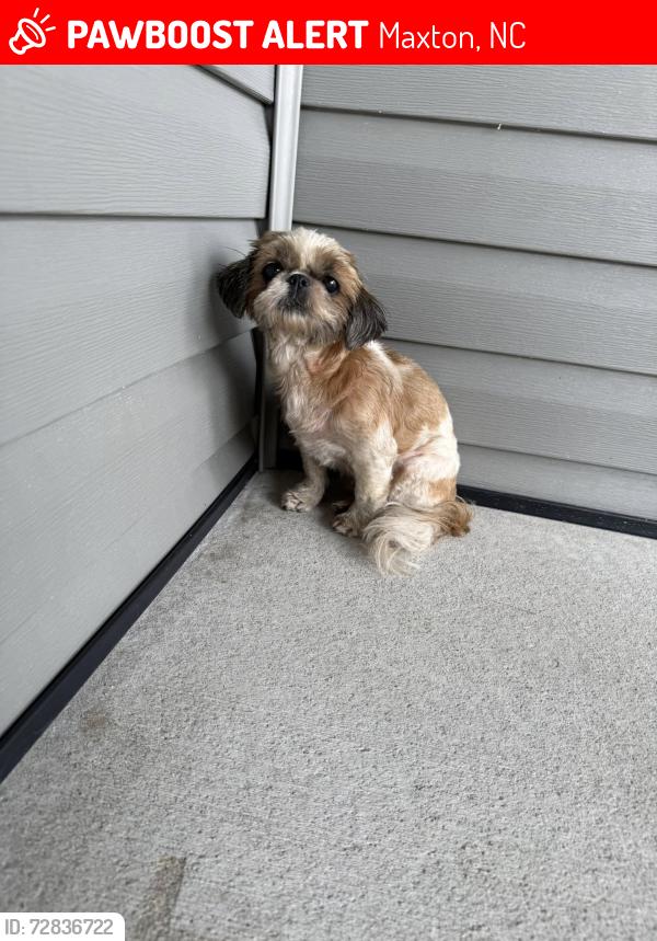 Lost Female Dog last seen JI and Elias JI and Lacy, Maxton, NC, Maxton, NC 28364