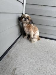 Lost Female Dog last seen JI and Elias JI and Lacy, Maxton, NC, Maxton, NC 28364