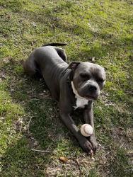 Lost Male Dog last seen Meridian, Wichita, KS 67213