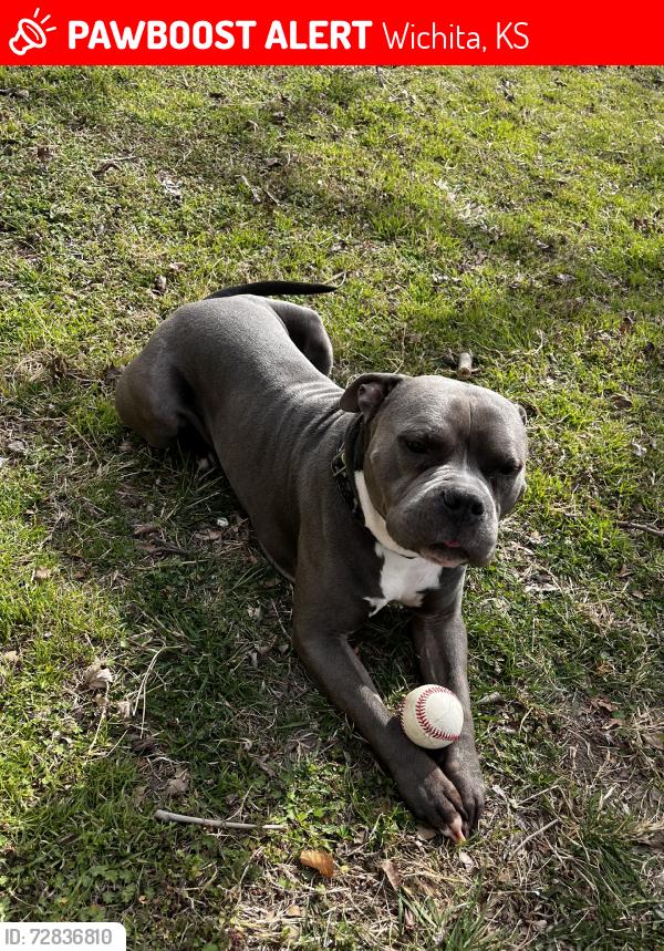 Lost Male Dog last seen Meridian, Wichita, KS 67213