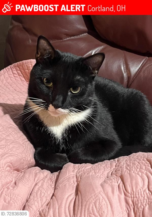 Lost Male Cat last seen Cortland Ohio, Cortland, OH 44410