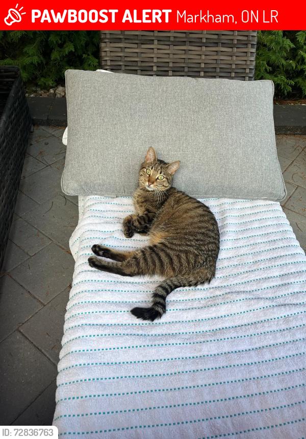 Lost Male Cat last seen Hemingway crescent/Braithwaite rd, Markham, ON L3R