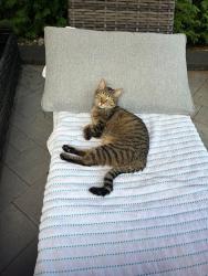 Lost Male Cat last seen Hemingway crescent/Braithwaite rd, Markham, ON L3R