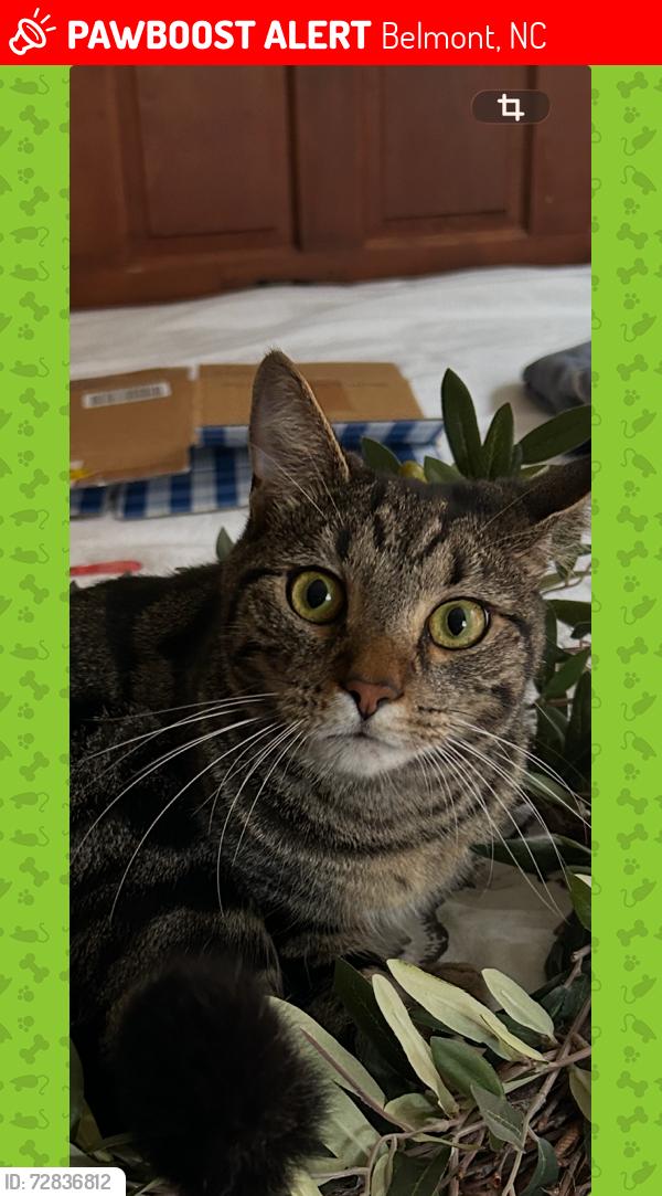 Lost Male Cat last seen Handy Pantry, Belmont, NC 28012