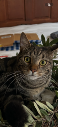 Lost Male Cat last seen Handy Pantry, Belmont, NC 28012