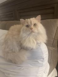 Lost Male Cat last seen Red maple lane and wood lake road , Jupiter, FL 33458