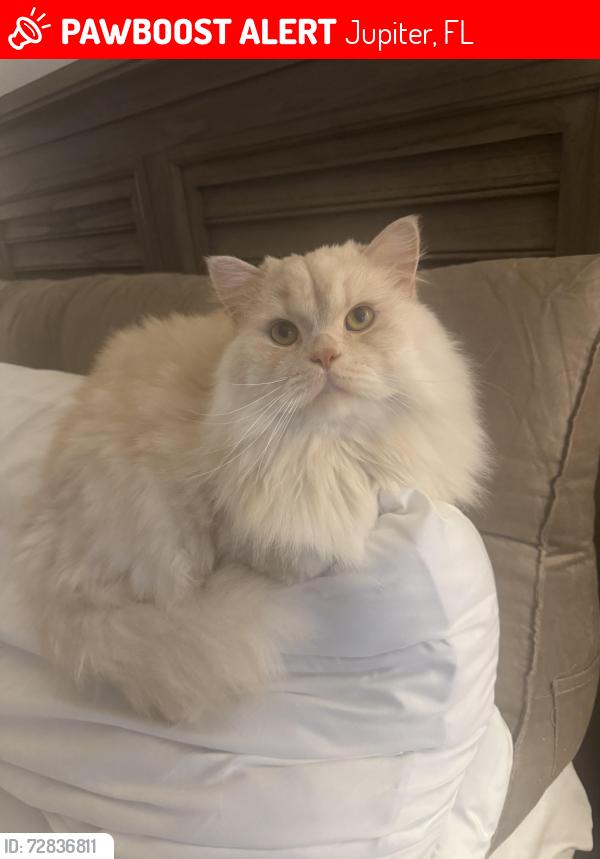 Lost Male Cat last seen Red maple lane and wood lake road , Jupiter, FL 33458