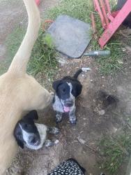 Lost Male Dog last seen Hans rd, Moss Point, MS 39562