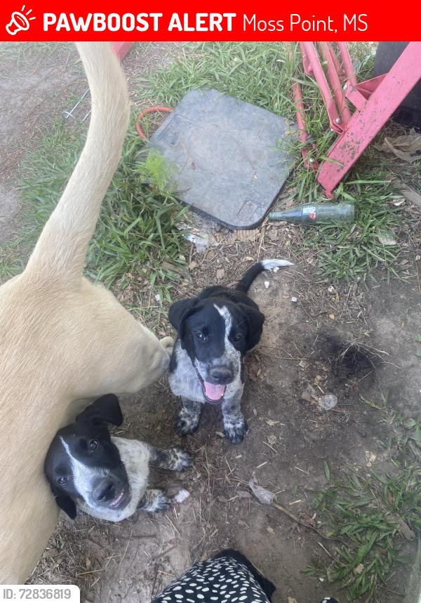 Lost Male Dog last seen Hans rd, Moss Point, MS 39562