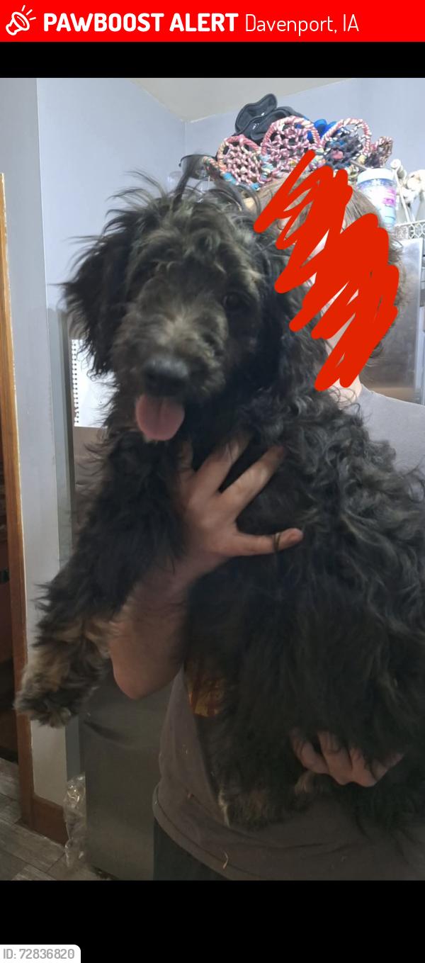 Lost Female Dog last seen N Howell St & Locust St by the old Johnson School, Davenport, IA 52804
