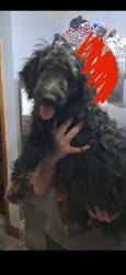 Lost Female Dog last seen N Howell St & Locust St by the old Johnson School, Davenport, IA 52804