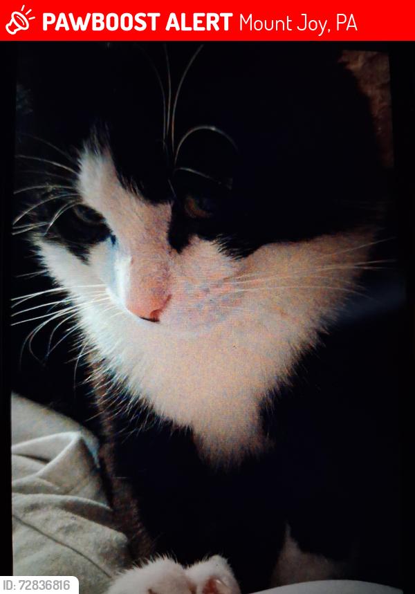 Lost Male Cat last seen Brett Ave , Mount Joy, PA 17552