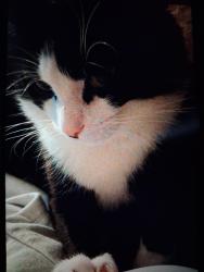 Lost Male Cat last seen Brett Ave , Mount Joy, PA 17552
