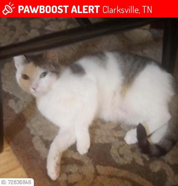 Lost Female Cat last seen Needmore , Clarksville, TN 37040