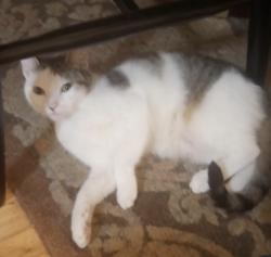 Lost Female Cat last seen Needmore , Clarksville, TN 37040