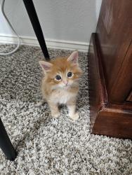 Lost Male Cat last seen Meadow Park Dr and Harwood Rd, Bedford, TX 76021