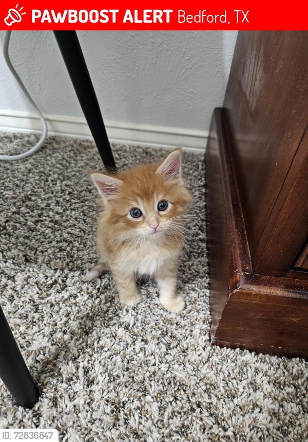 Lost Male Cat last seen Meadow Park Dr and Harwood Rd, Bedford, TX 76021