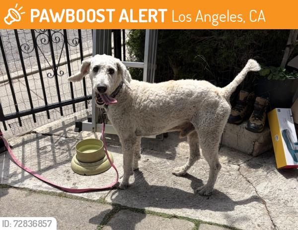 Found/Stray Male Dog last seen Near Phelps Ave Los Angeles, CA  90032 United States, Los Angeles, CA 90032