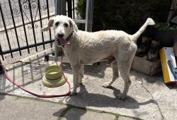Found/Stray Male Dog last seen Near Phelps Ave Los Angeles, CA  90032 United States, Los Angeles, CA 90032