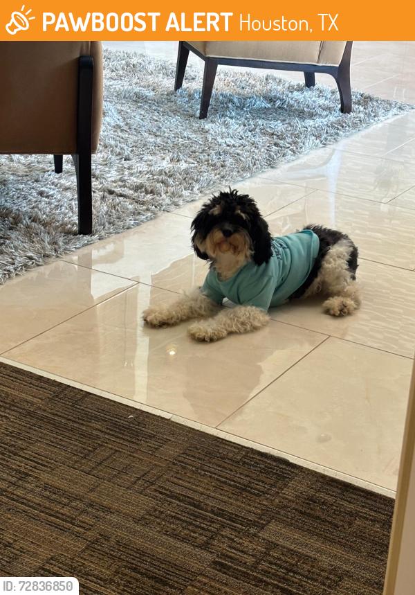 Found/Stray Unknown Dog last seen Bella Palazzo apmts , Houston, TX 77077