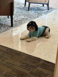 Found/Stray Unknown Dog last seen Bella Palazzo apmts , Houston, TX 77077
