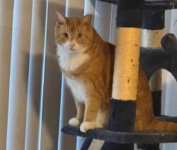 Lost Male Cat last seen Sparkling Water Dr, Liberty Mill Rd, Germantown, MD 20874