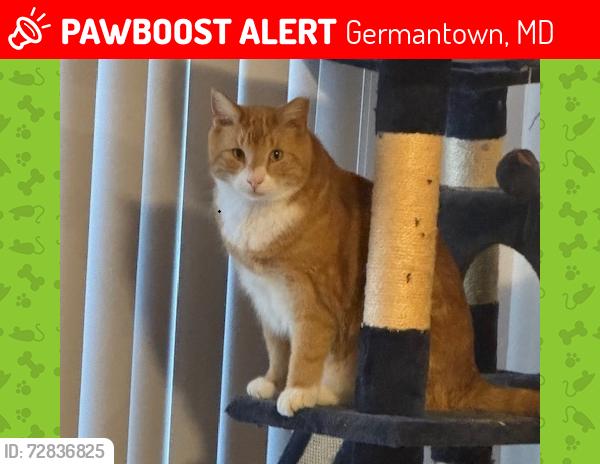 Lost Male Cat last seen Sparkling Water Dr, Liberty Mill Rd, Germantown, MD 20874