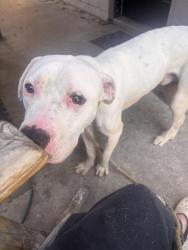 Found/Stray Male Dog last seen Watermark church , White Settlement, TX 76108