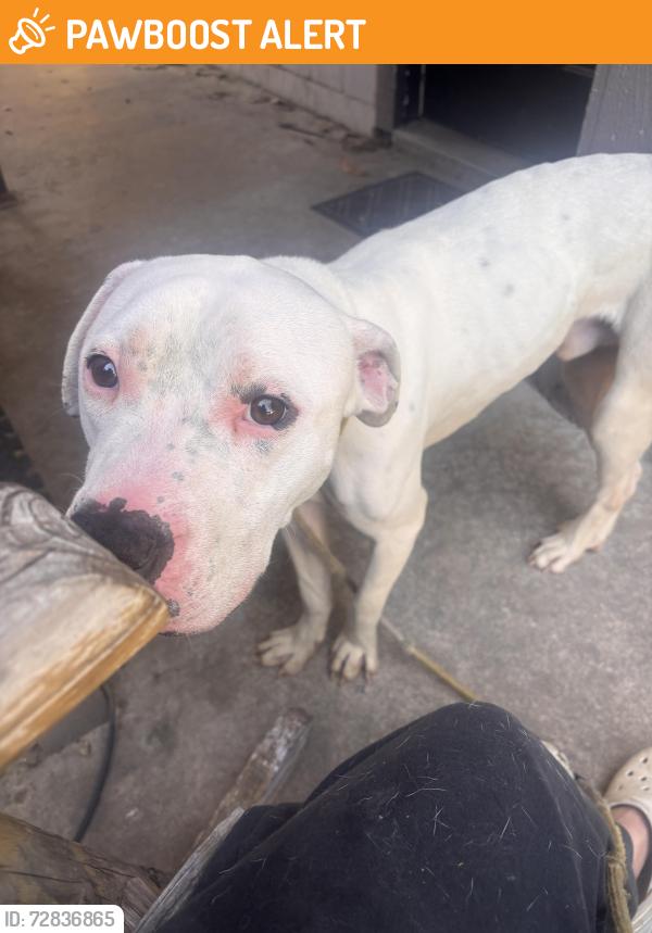 Found/Stray Male Dog last seen Watermark church , White Settlement, TX 76108