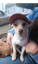 Lost Male Dog last seen San Mateo blvd and Comanche blvd NE , Albuquerque, NM 87110