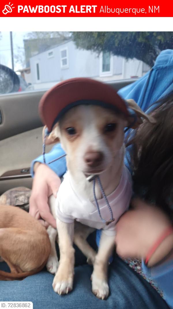 Lost Male Dog last seen San Mateo blvd and Comanche blvd NE , Albuquerque, NM 87110