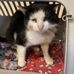 Shelter Stray Male Cat last seen , Memphis, TN 38133