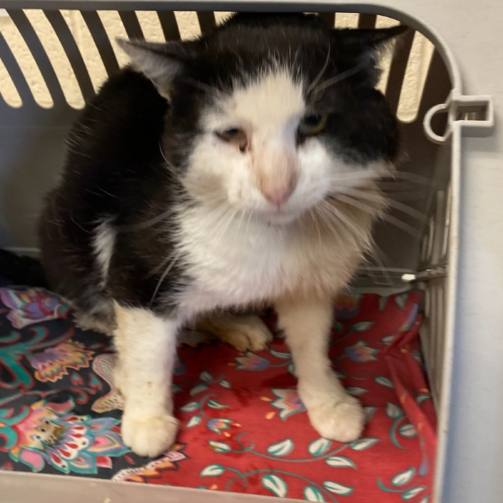 Shelter Stray Male Cat last seen , Memphis, TN 38133