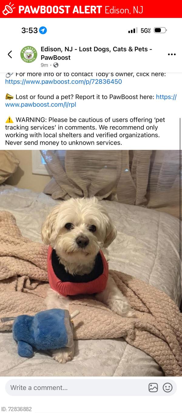 Lost Male Dog last seen Ediosn, Edison, NJ 08817