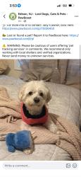 Lost Male Dog last seen Ediosn, Edison, NJ 08817