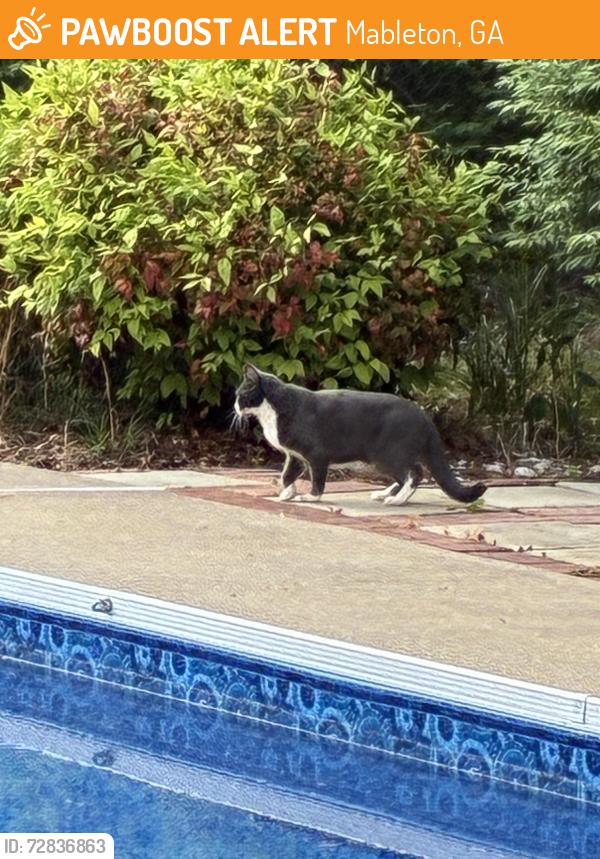 Found/Stray Unknown Cat last seen Crestbrook Subdivision , Mableton, GA 30126