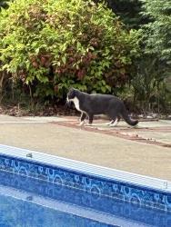 Found/Stray Unknown Cat last seen Crestbrook Subdivision , Mableton, GA 30126