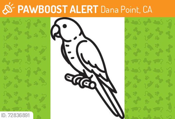 Found/Stray Unknown Bird last seen Dana Crest Neighborhood, Dana Point, CA 92629