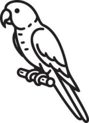 Found/Stray Unknown Bird last seen Dana Crest Neighborhood, Dana Point, CA 92629