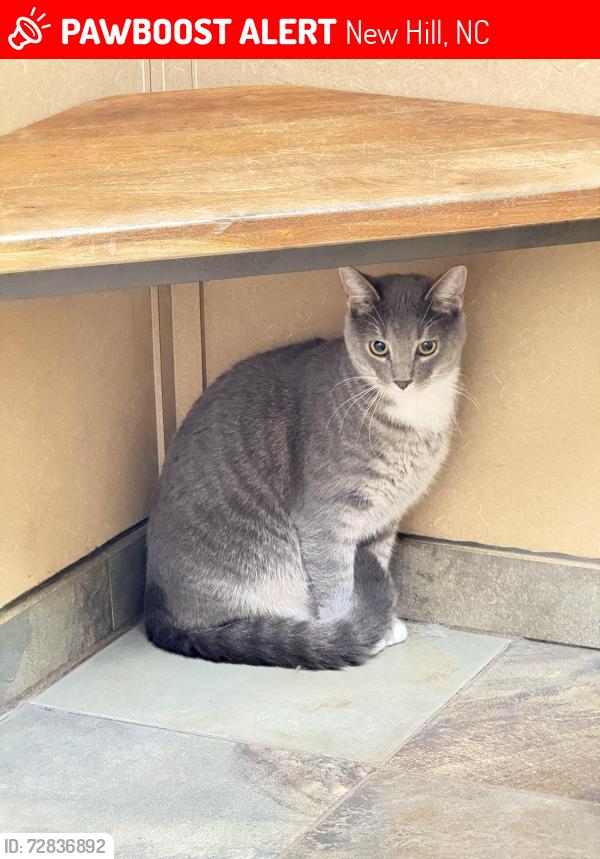 Lost Male Cat last seen Fairfield Subdivision , New Hill, NC 27562