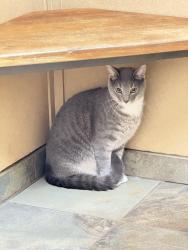 Lost Male Cat last seen Fairfield Subdivision , New Hill, NC 27562