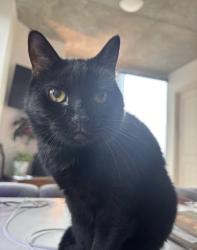 Lost Female Cat last seen Slater ave and edward, Huntington Beach, CA 92647