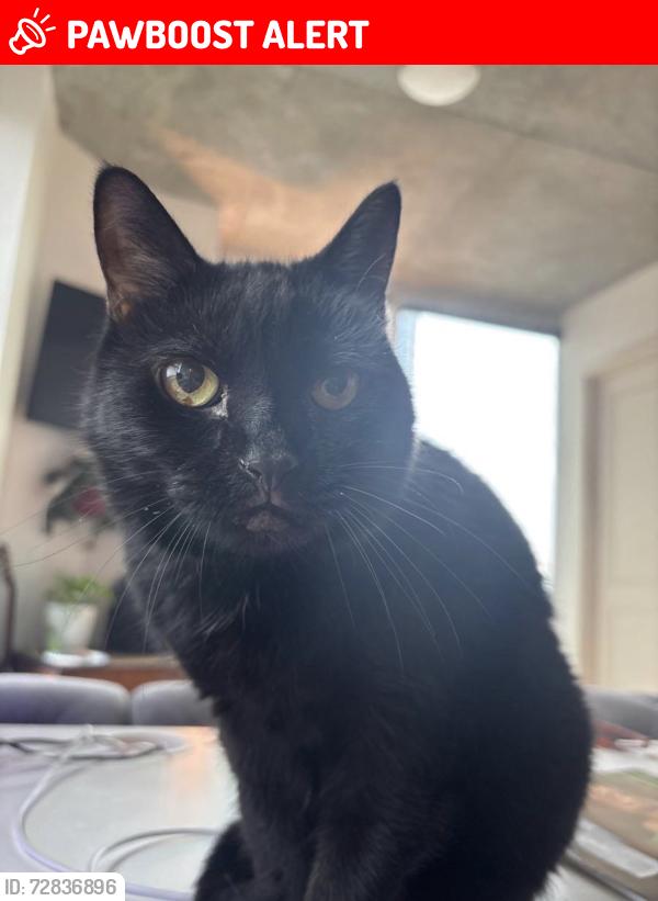 Lost Female Cat last seen Slater ave and edward, Huntington Beach, CA 92647