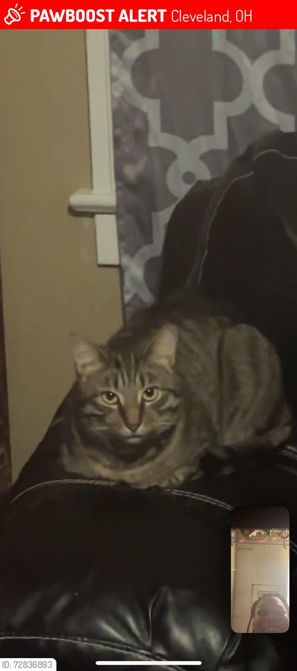 Lost Male Cat last seen West 44th off clark, Cleveland, OH 44109