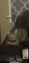 Lost Male Cat last seen West 44th off clark, Cleveland, OH 44109