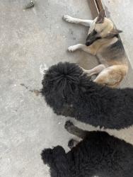 Found/Stray Female Dog last seen At my hse. Please contact if theyre yours, Houston, TX 77049