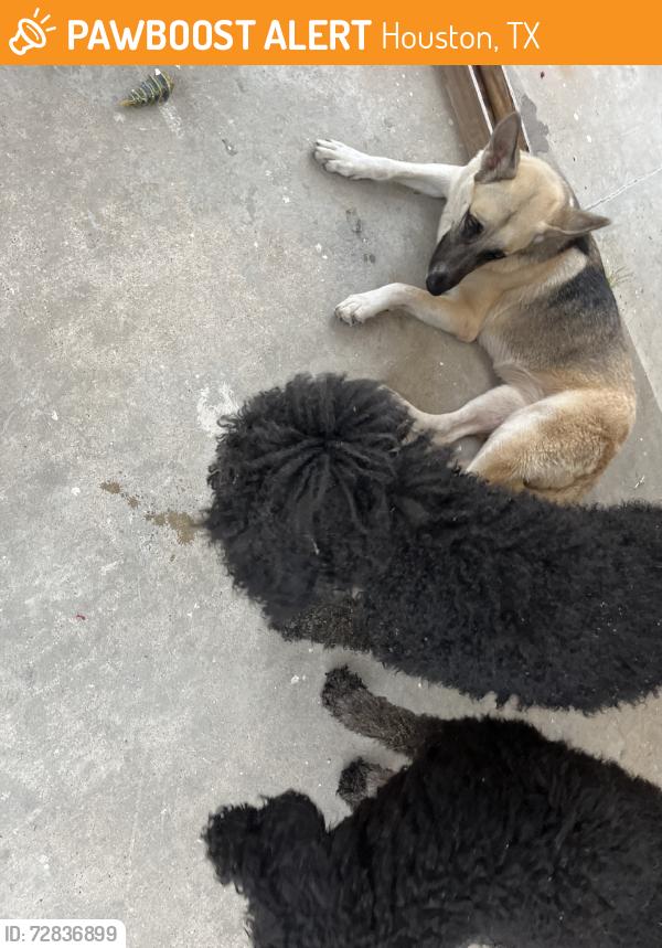Found/Stray Female Dog last seen At my hse. Please contact if theyre yours, Houston, TX 77049