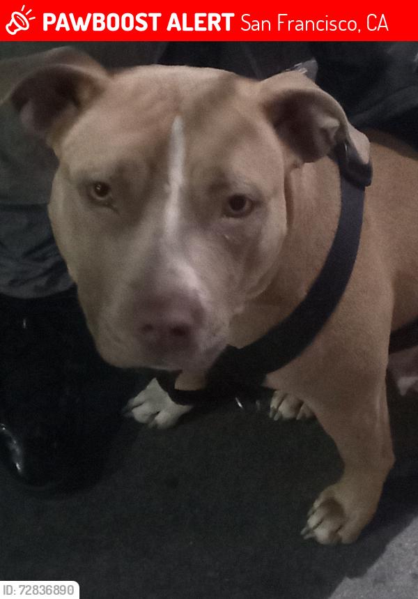 Lost Female Dog last seen Taylor, San Francisco, CA 94102